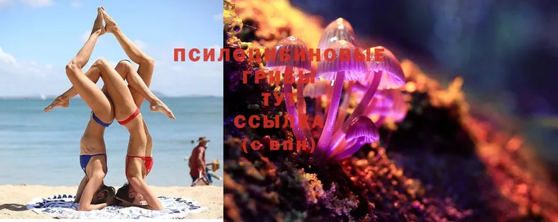 Псилоцибиновые грибы MAGIC MUSHROOMS  цены   блэк спрут зеркало  Болхов 